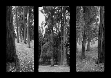  Three trees put together. Taked at One Tree Hill